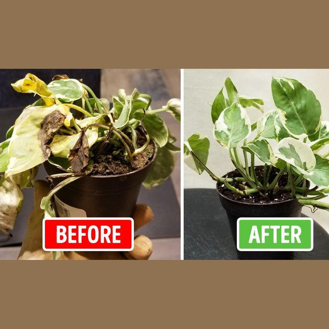 Aquablom™️ Self-Watering Crystals 15 g - Medaid International