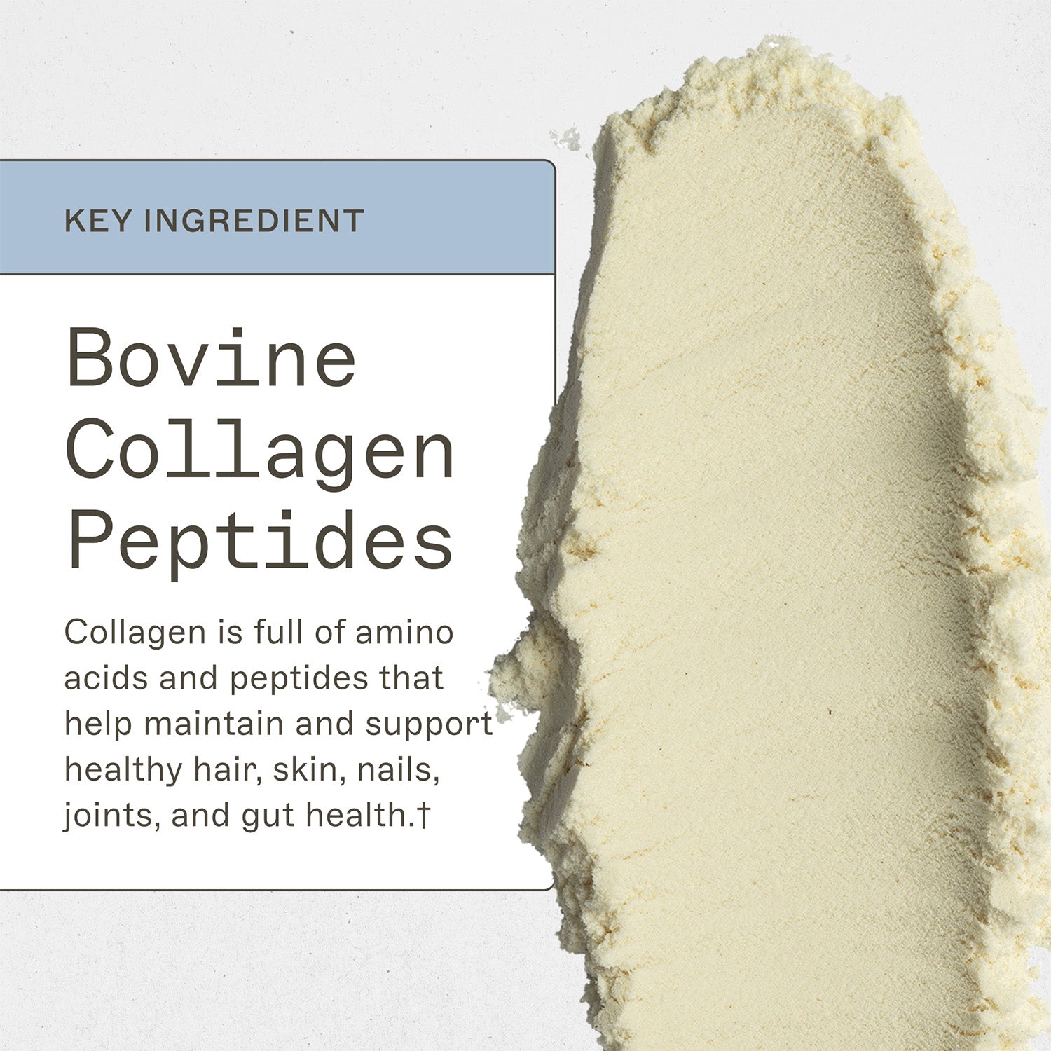 Paleo Protein Vanilla Bean key ingredient, Bovine Collagen Peptides, collagen is full of amino acids and peptides that help maintain and support healthy hair, skin, nails, joints, and gut health†. 