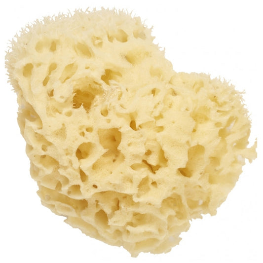 Cartel Paris - Natural Sea Sponge 11 cm - Medaid International