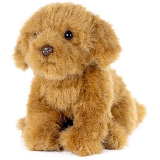 Living Nature Cavapoo - Medaid International